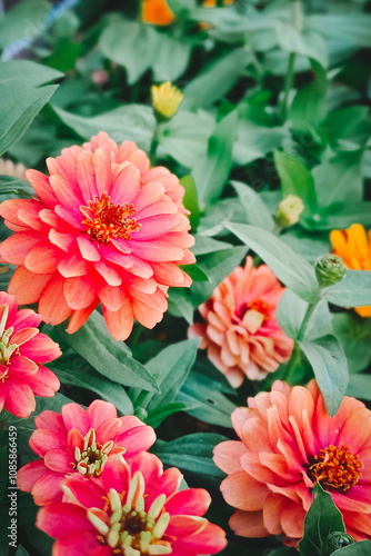 Close-up of Zinnia elegans flowers blooming in the field. Vertical photo.