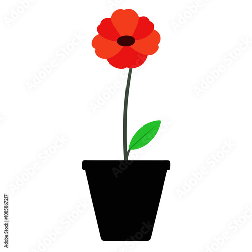 Minimal Poppy in Black Flower Pot.