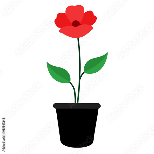 Minimal Poppy in Black Flower Pot.