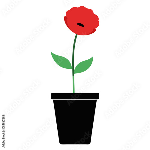 Minimal Poppy in Black Flower Pot.