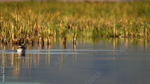 American Avocet (Recurvirostra americana) feeding in a marsh.
Summer Lake Wildlife Management Area, Oregon