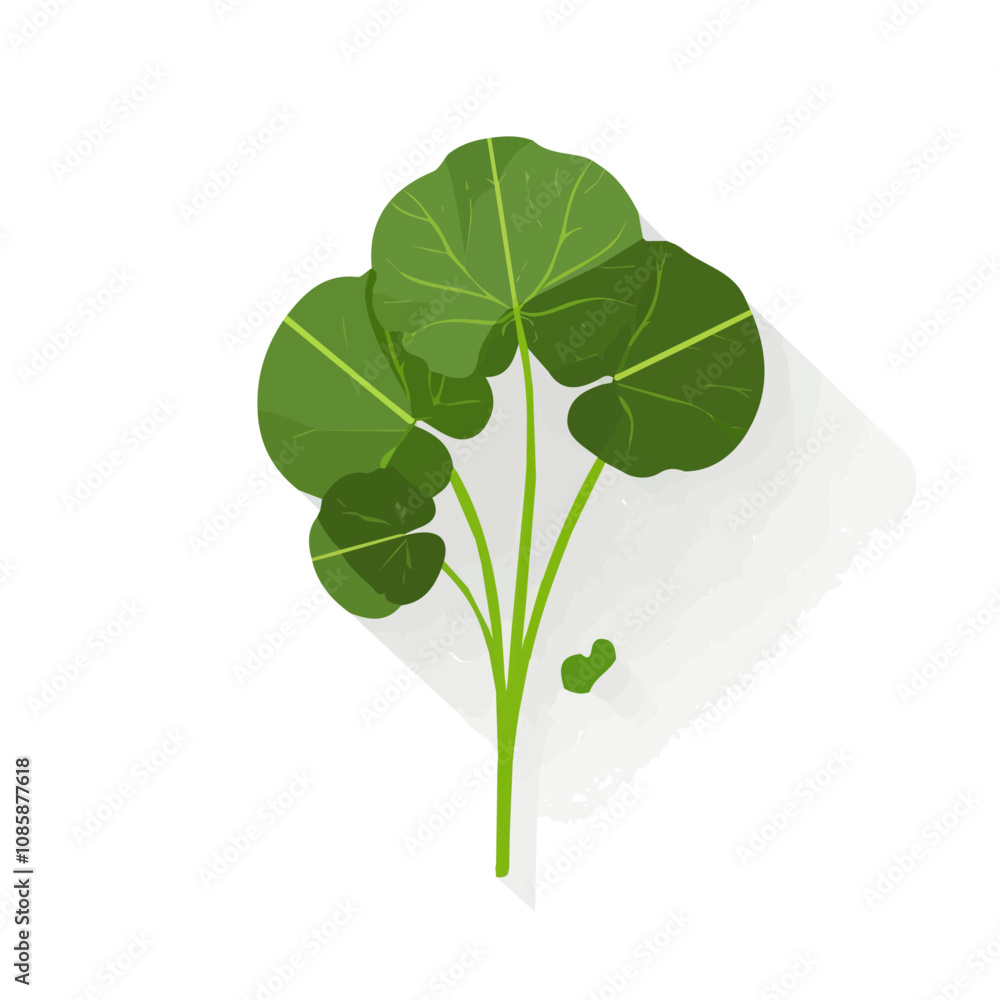Simple flat 2D illustration of gotu kola isolated on a white background, Ai design, flat 2D design, vector design Simple flat 2D illustration of gotu kola isolated on a white background, Ai design, flat 2D design, vector design