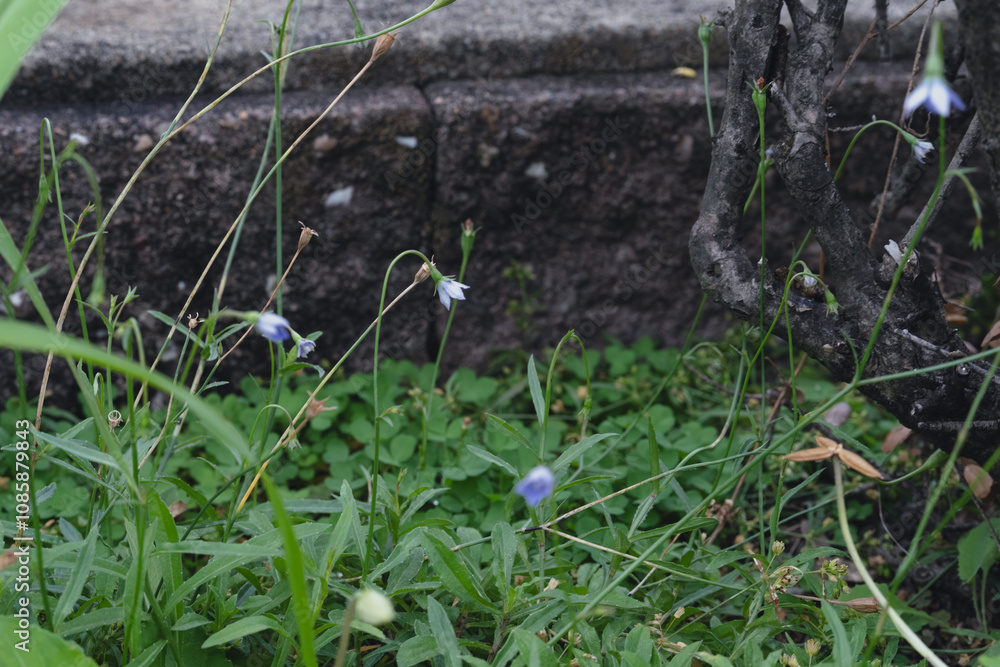 花壇に咲くヒナギキョウの花、southern rockbell、Wahlenbergia marginata 花壇に咲くヒナギキョウの花、southern rockbell、Wahlenbergia marginata