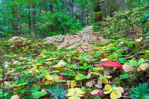 Mushroom and understory of Douglas Fir Forest in Westerm Oregon..Marys Peak National Recreation Area, Oregon. photo