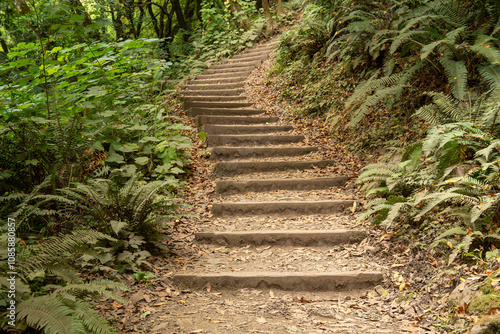  Dipsea Trail in Marin County, featuring stairs with lots of steps and fern photo