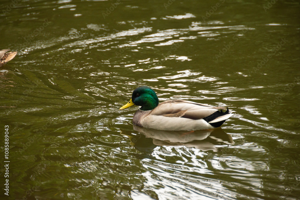 Fototapeta premium Mallard Duck Floating on Reflective Pond Water. Close-up of a male mallard duck with green head and yellow bill, calmly floating on reflective water
