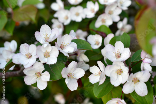 Beautiful apple tree flowers in spring. Apple tree flowers in close-up. Beautiful bokeh.