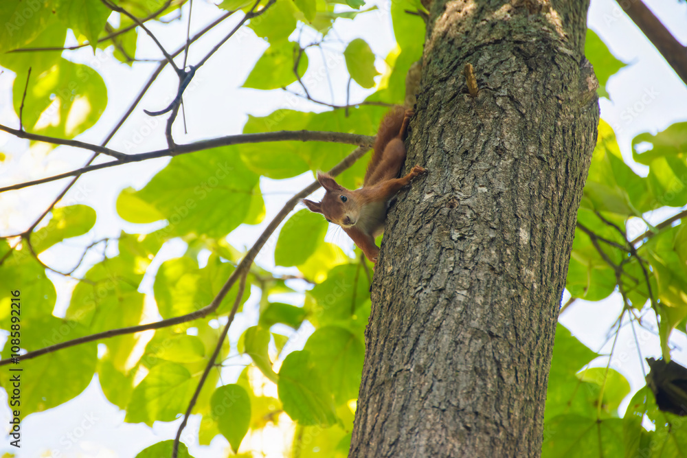 Squirrel Perched on Tree Branch Among Green Leaves. A squirrel sits on a tree branch, surrounded by bright green leaves, looking down from above. Squirrel Perched on Tree Branch Among Green Leaves. A squirrel sits on a tree branch, surrounded by bright green leaves, looking down from above.