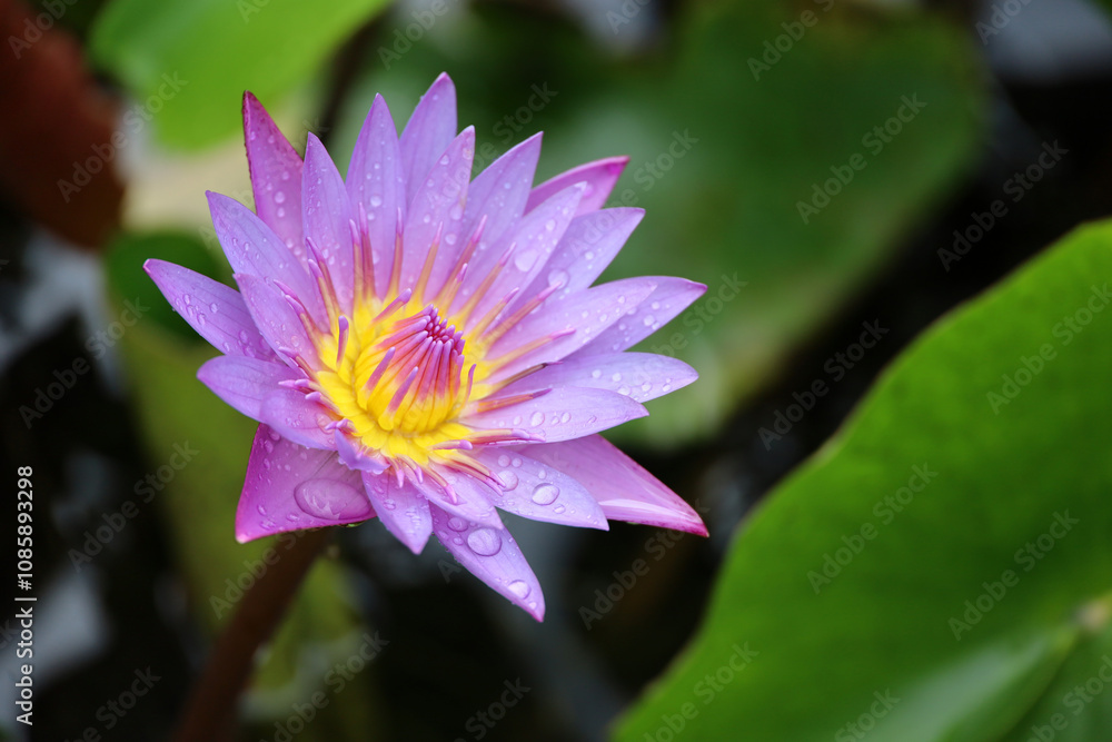 Purple water lily flower with water drops blooming on a lake, Nymphaea violacea Purple water lily flower with water drops blooming on a lake, Nymphaea violacea