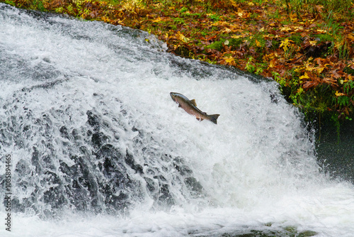 Coho Salmon (Oncorhynchus kisutch) jumping up waterfall at Lower Lake Creek Falls in Western Oregon.