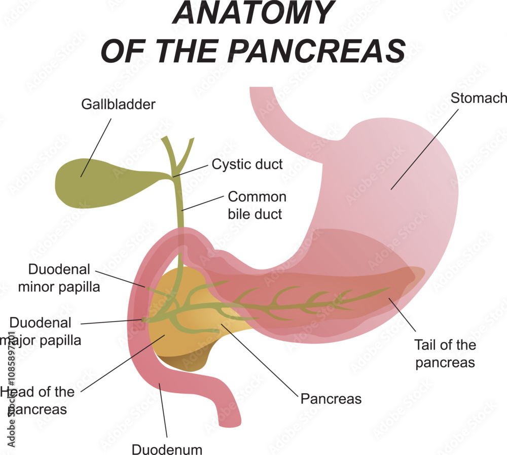 Obraz premium Medical illustration of the location of the internal organs, pancreas and duodenum in the human body 