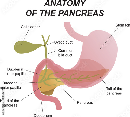 Medical illustration of the location of the internal organs, pancreas and duodenum in the human body
