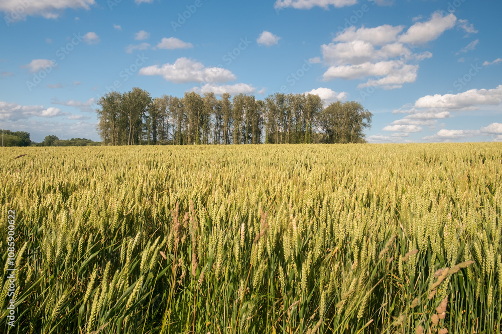 Golden wheat field against a blue sky with clouds in East Flanders, Belgium Golden wheat field against a blue sky with clouds in East Flanders, Belgium