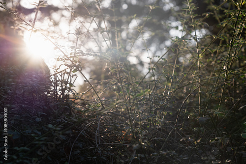 A low-angle view of grass on a hill bathed in the last golden rays of sunlight, creating a tranquil and dreamy atmosphere. Perfect for nature-inspired backgrounds or serene designs