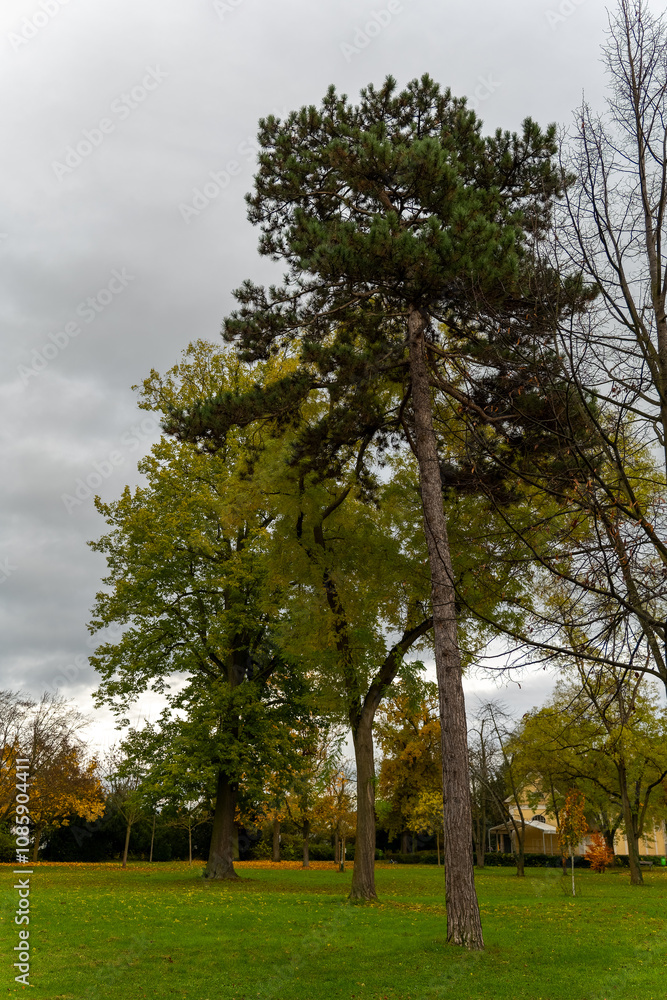 A tall pine tree dominates the center, surrounded by several deciduous trees displaying autumnal colors A tall pine tree dominates the center, surrounded by several deciduous trees displaying autumnal colors