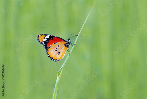 Sultan butterfly (Danaus chrysippus) flying in the Mugla region of Turkey