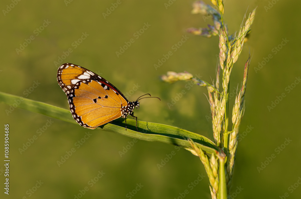 Sultan butterfly (Danaus chrysippus) flying in the Mugla region of Turkey