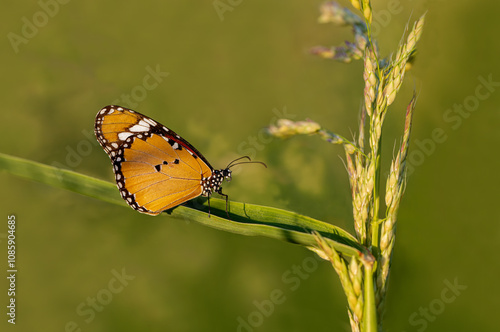 Obraz na płótnie Sultan butterfly (Danaus chrysippus) flying in the Mugla region of Turkey w salonie