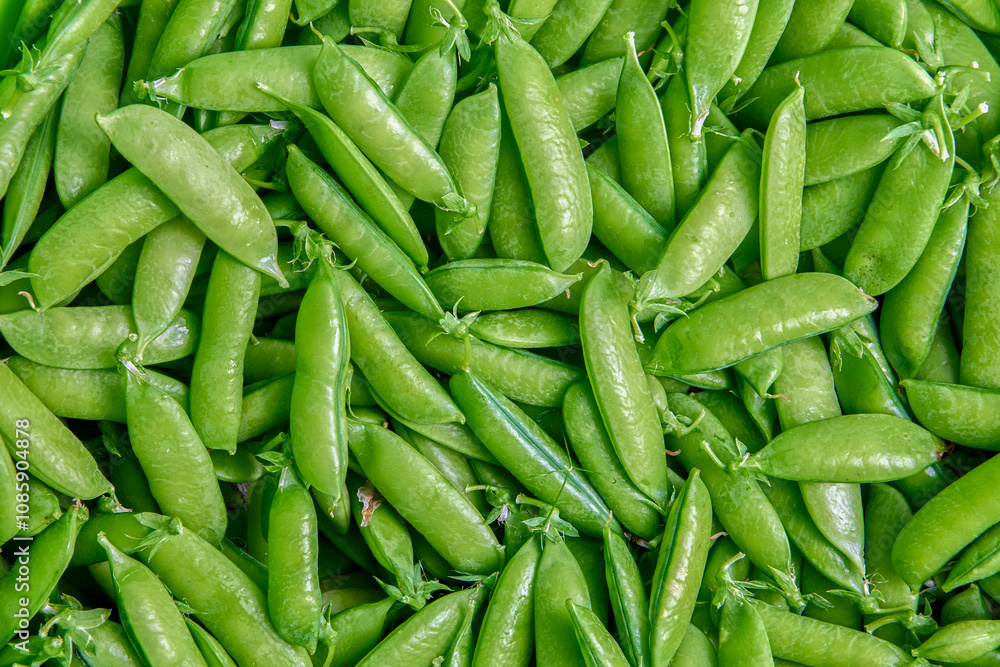 Picked sweet garden pea pods, plant texture for background. Picked sweet garden pea pods, plant texture for background.