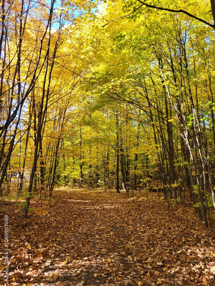 Fototapeta premium Forest