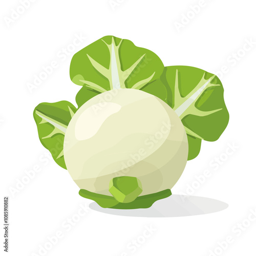 Simple flat 2D illustration of a kohlrabi isolated on a white background, vector 2D design, icon