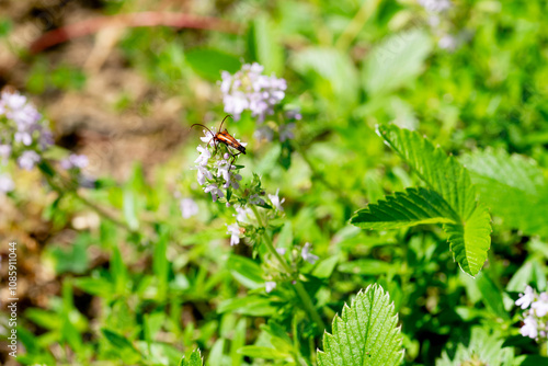 Obraz na płótnie Stenurella bifasciata is a species of beetle in the family Cerambycidae