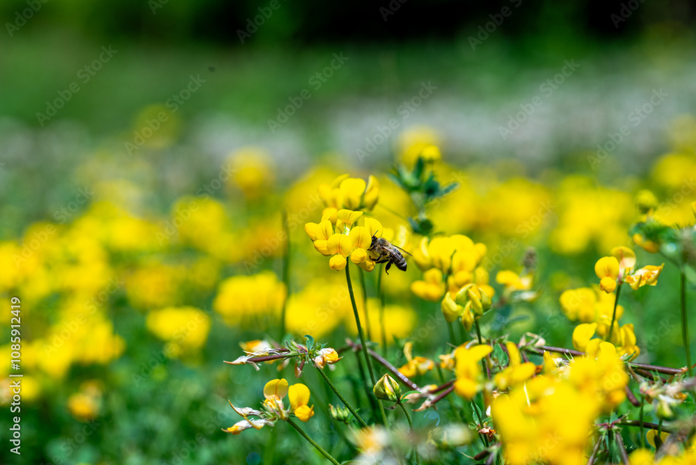 Fototapeta premium A honeybee collects nectar from vibrant yellow flowers on a sunny day, showcasing nature's pollination.