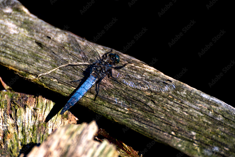 Orthetrum glaucum is an Asian dragonfly species, common across much of tropical and subtropical Asia Orthetrum glaucum is an Asian dragonfly species, common across much of tropical and subtropical Asia