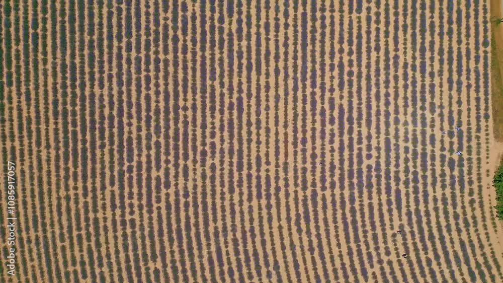 Valensole Lavender Fields in Provence, France Valensole Lavender Fields in Provence, France
