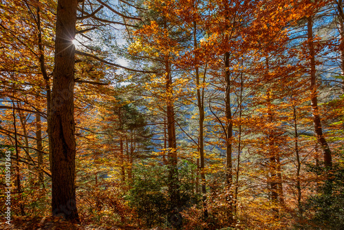 autumn in the forest, Ordesa Nationa