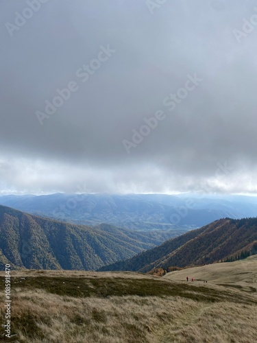 fog in forest in the mountains