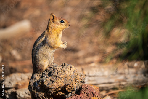 Golden-mantled Ground Squirrel (Callospermophilus lateralis) in Central Oregon. photo