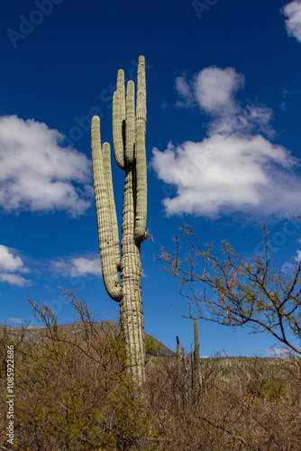 A big cactus and the sky in backgroung. photo