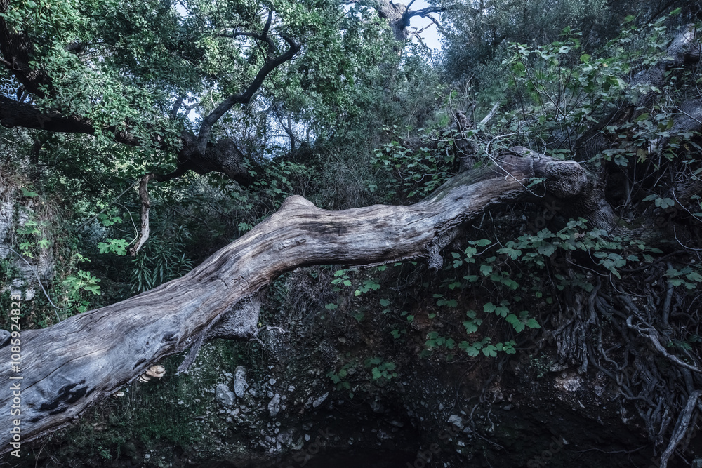 Obraz premium foresta