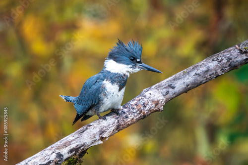 Belted Kingfisher (Megaceryle alcyon) hunting during the Fall.  Western Oregon.