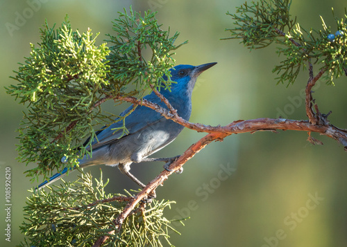 Pinyon Jay (Gymnorhinus cyanocephalus) on Juniper branch in Central Oregon.