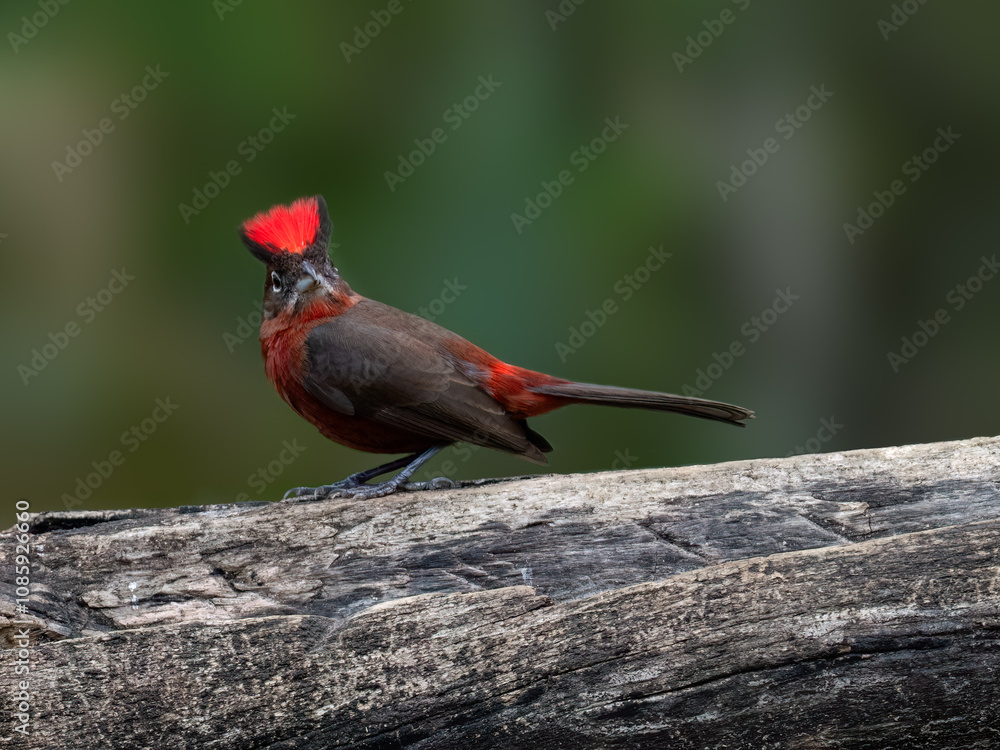 Male Red-crested Finch on a log against green background Male Red-crested Finch on a log against green background