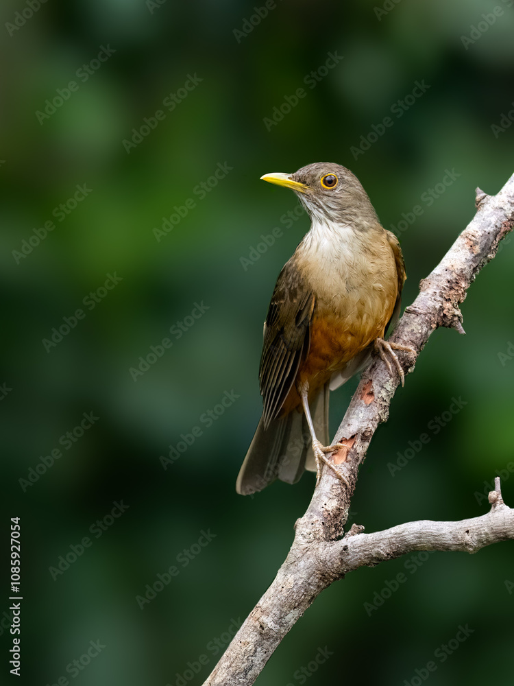 Fototapeta premium Rufous-bellied Thrush on tree branch against green background