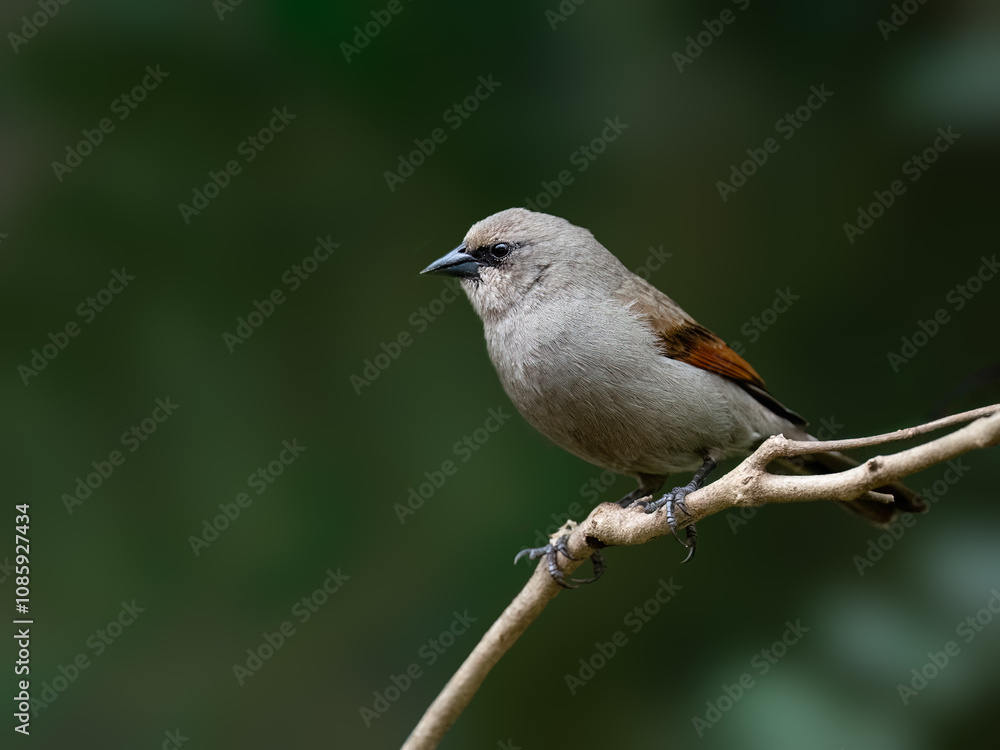 Grayish Baywing on tree branch against green background Grayish Baywing on tree branch against green background