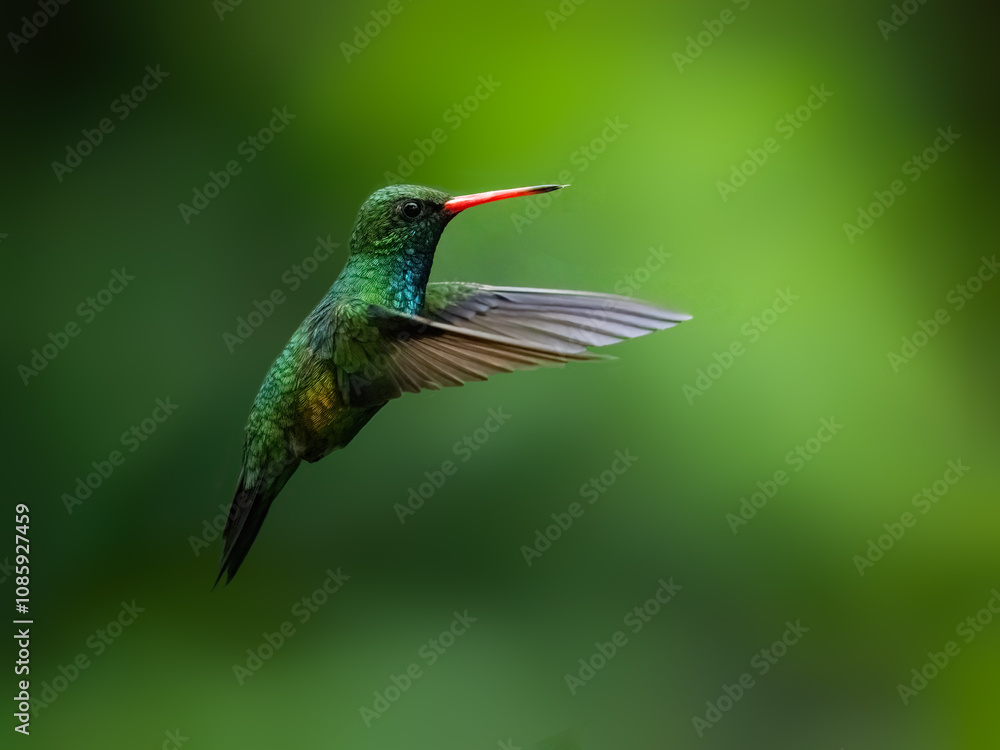 Gilded Hummingbird in flight on green background Gilded Hummingbird in flight on green background