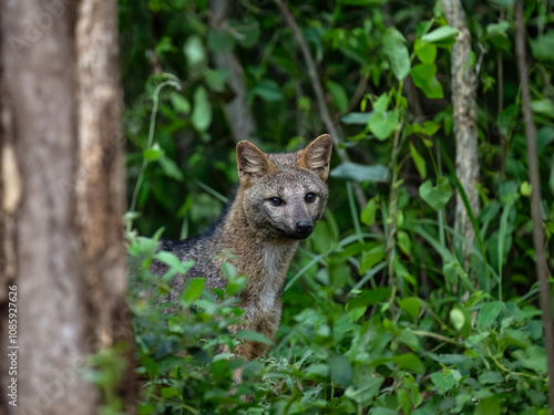 Pampas fox, Azara's fox or Pampean fox standing in the lush green vegetation