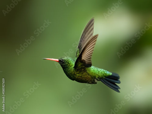 Gilded Hummingbird in flight on green background photo