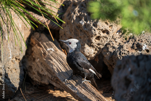 White-headed Woodpecker (Picoides albolarvatus) in Central Oregon. photo