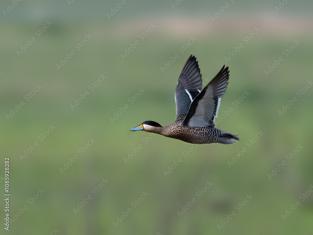 Silver Teal in flight over green field Silver Teal in flight over green field