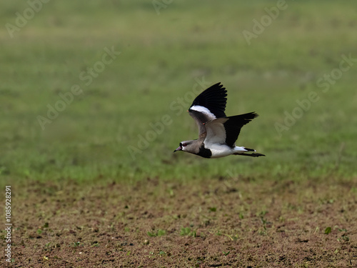 Southern Lapwing in flight against green blur background photo