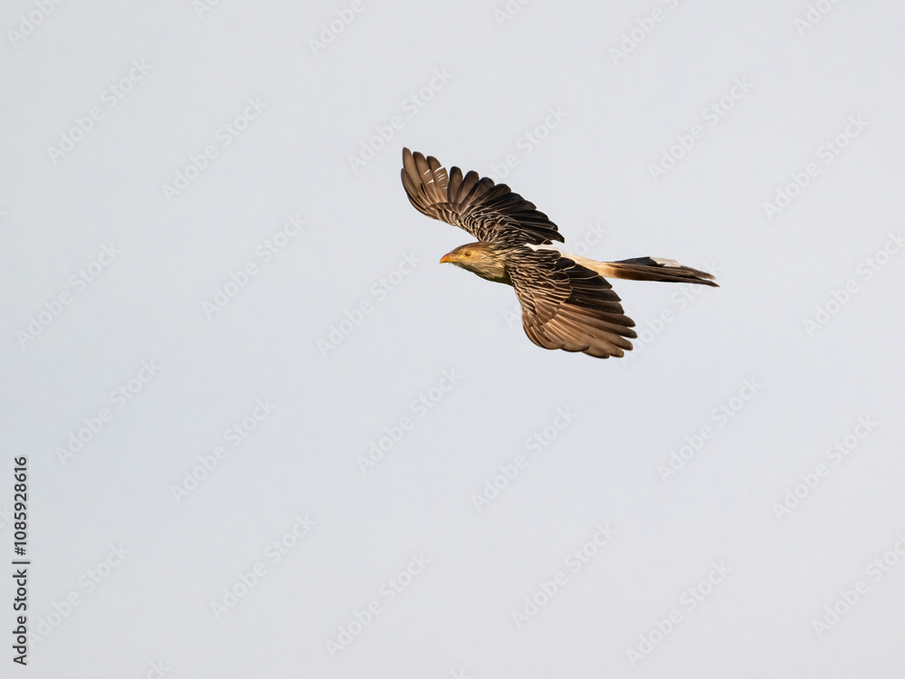 Fototapeta premium Guira Cuckoo in flight against sky