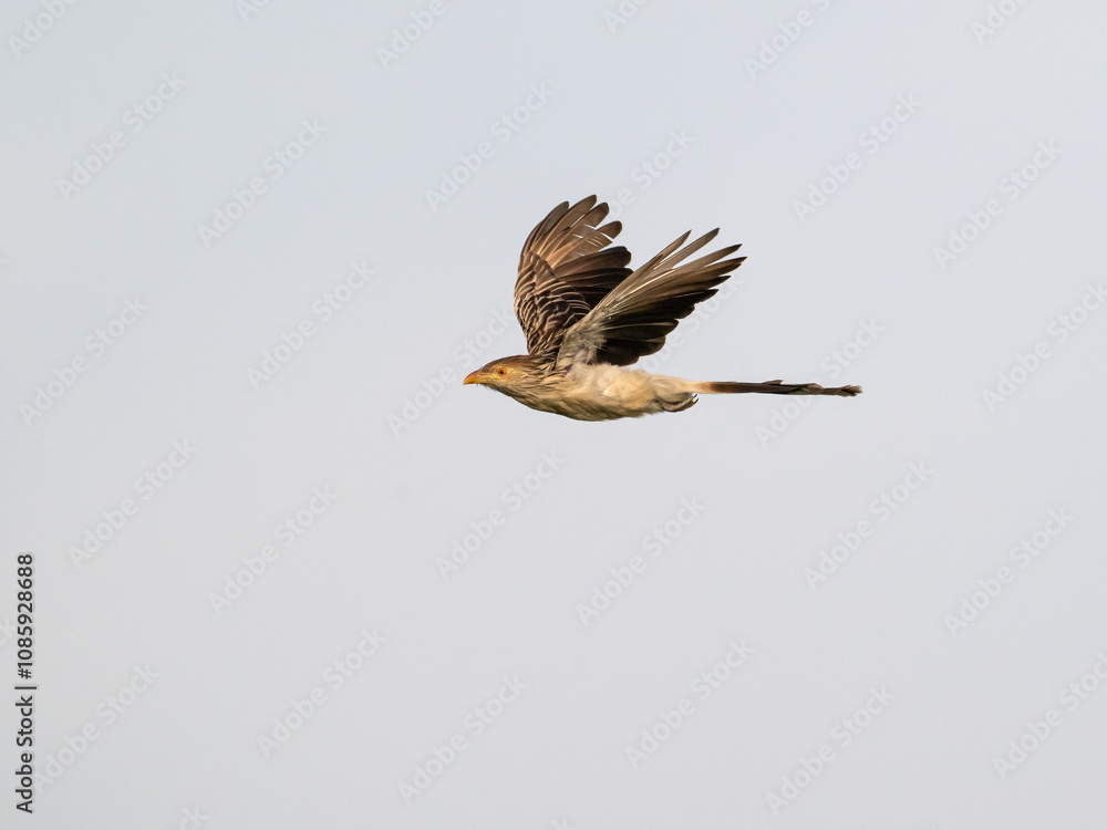 Obraz premium Guira Cuckoo in flight against sky