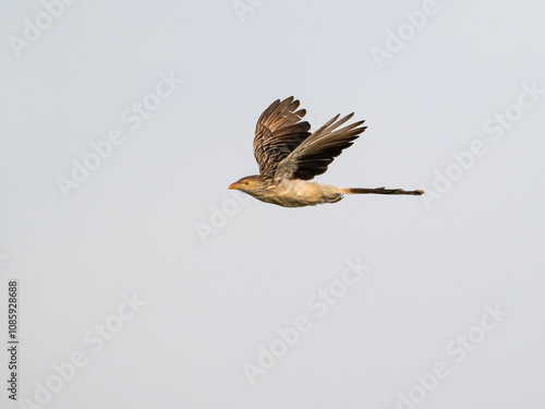 Guira Cuckoo in flight against sky