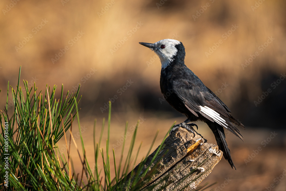 Obraz premium White-headed Woodpecker (Picoides albolarvatus) in Central Oregon.
