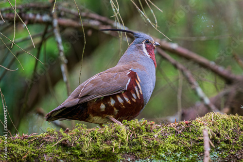 Mountain Quail (Oreortyx pictus) in Douglas Fir tree. Western Oregon.